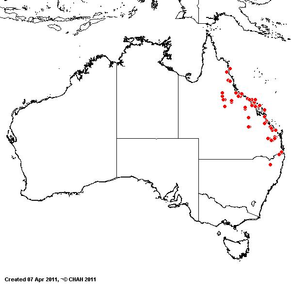 Aristida spuria AVH 2011