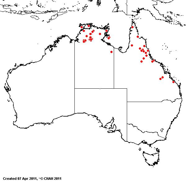 Aristida schultzii AVH 2011