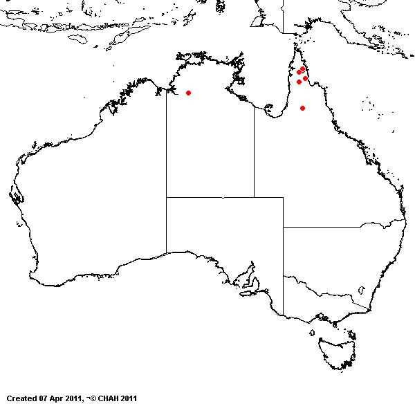 Arthragrostis clarksoniana AVH 2011