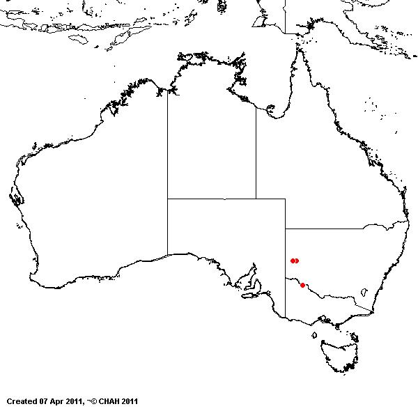 Aristida vickeryae AVH 2011