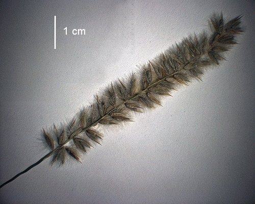 Inflorescence (photo), Australian specimen © Queensland Herbarium AD 98809148 by D. Sharp