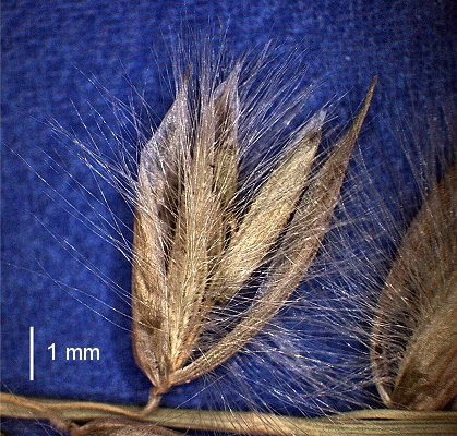 Spikelet (photo), Australian specimen © Queensland Herbarium AD 98809148 by D. Sharp