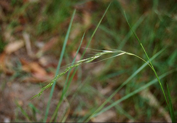 Inflorescence (photo) © Queensland Herbarium Sharp 251 and Simon by D.Sharp