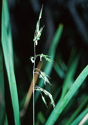 Inflorescence (photo) © Queensland Herbarium Sharp 101 and Simon by D.Sharp