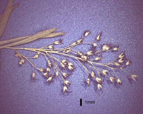Inflorescence (photo) © Queensland Herbarium AQ 657300 by D.Sharp