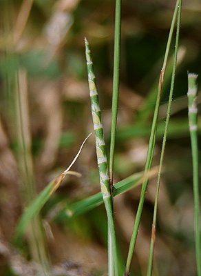 Inflorescence (photo) © Queensland Herbarium Sharp 286 and Simon by D.Sharp