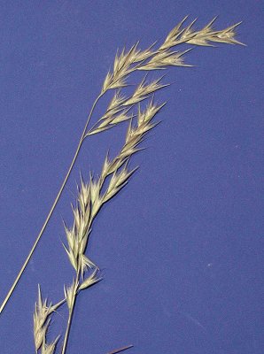 Inflorescence (photo) © Queensland Herbarium HO 410297 by D.Sharp