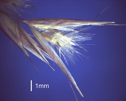 Spikelet (photo) © Queensland Herbarium HO 410297 by D.Sharp
