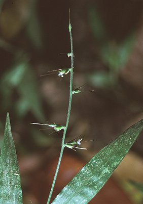 Inflorescence (photo) © Queensland Herbarium Sharp 268 by D.Sharp
