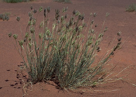 Habit (photo) © D. Albrecht