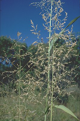 Inflorescence (photo) © D. Albrecht