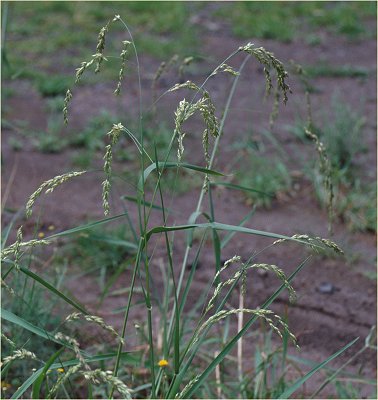 Inflorescence (photo) © Queensland Herbarium Sharp 455 and Fensham by D.Sharp