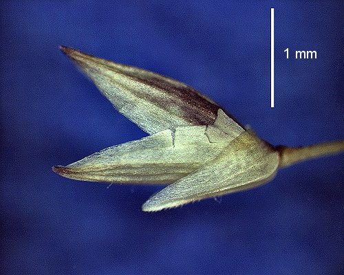Spikelet (photo) © Queensland Herbarium AQ 664 884 by D.Sharp
