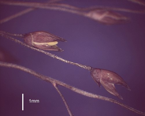 Spikelet (photo) © Queensland Herbarium AQ 515064 by D.Sharp