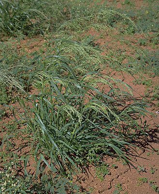 Habit (photo) © D. Albrecht