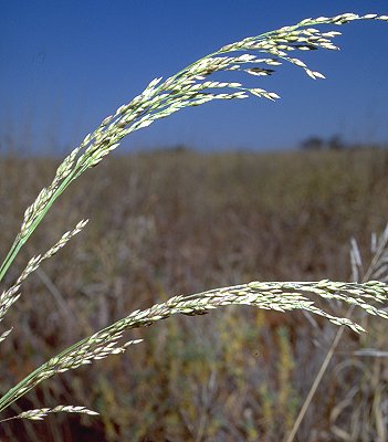 Inflorescence (photo) © D. Albrecht