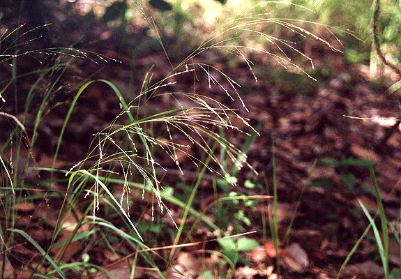 Inflorescence (photo) © B. Hacker