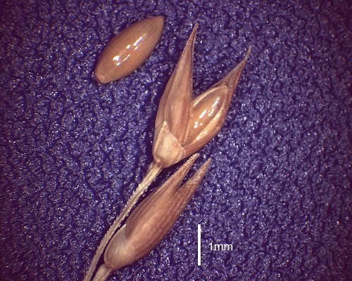 Spikelet (photo) © Queensland Herbarium AQ 479809 by D.Sharp