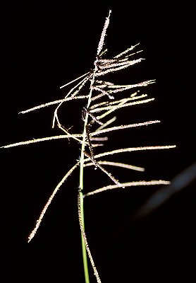 Inflorescence (photo) © Queensland Herbarium Sharp 357 and Simon by D.Sharp