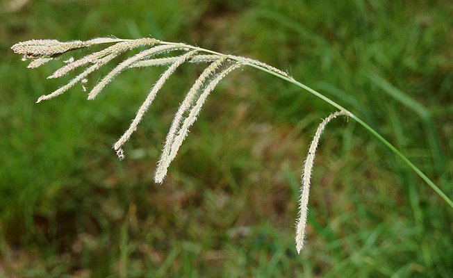 Inflorescence (photo) © Queensland Herbarium Sharp 257 and Simon by D.Sharp