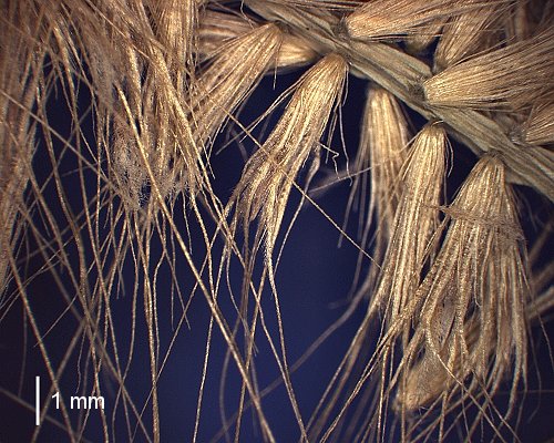 Spikelet (photo) © Queensland Herbarium A.A.Mitchell 6419 by D.Sharp