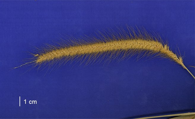 Inflorescence (scanned specimen) © Queensland Herbarium A.A.Mitchell 6419 by D.Sharp