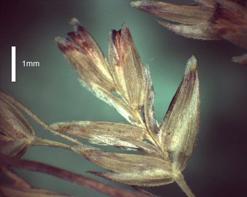 Spikelet (photo) © Queensland Herbarium AQ 569713 by D.Sharp