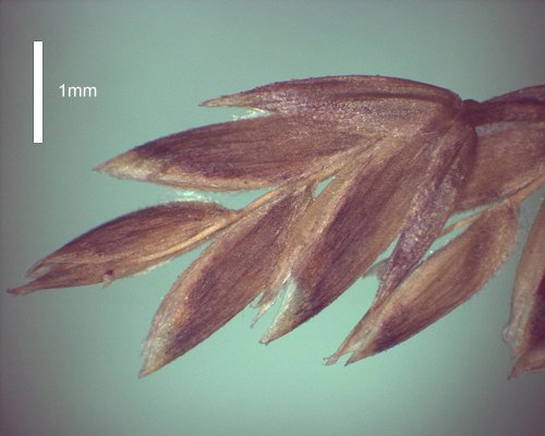 Spikelet (photo) © Queensland Herbarium AQ 294008 by D.Sharp