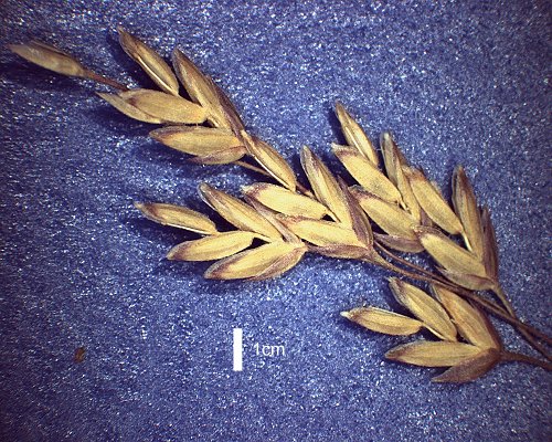 Detail of Inflorescence (photo) © Queensland Herbarium AQ 294013 by D.Sharp