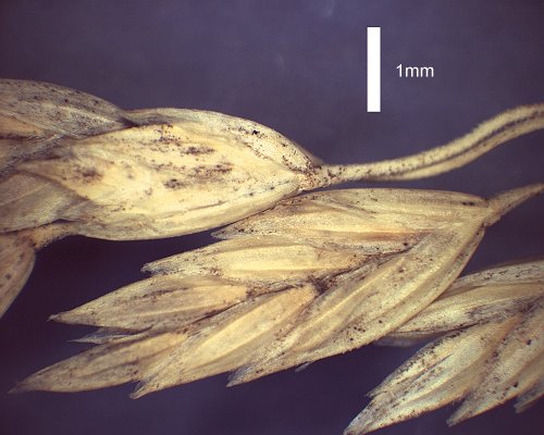 Spikelet (photo) © Queensland Herbarium AQ 509330 by D.Sharp