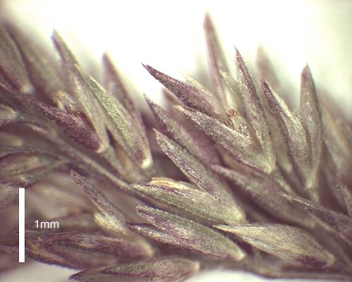 Spikelet (photo) © Queensland Herbarium AQ 530755 by D.Sharp