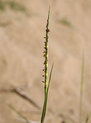 Inflorescence (photo) © Queensland Herbarium Sharp 366 and Simon by D.Sharp