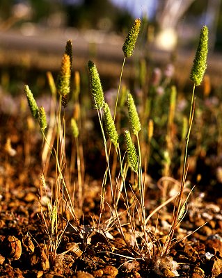 Habit (photo) © R. Soreng