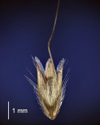 Spikelet (photo) © Queensland Herbarium A.A.Mitchell 4091 by D.Sharp