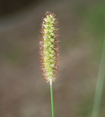 Inflorescence (photo) subsp. pallide-fusca © Queensland Herbarium Sharp 256 and Simon by D.Sharp