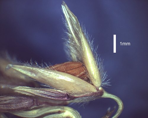 Spikelet (photo) © Queensland Herbarium AQ 459487 by D.Sharp