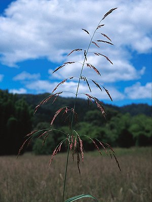 Inflorescence (photo) © Queensland Herbarium Sharp 228 and Simon by D.Sharp