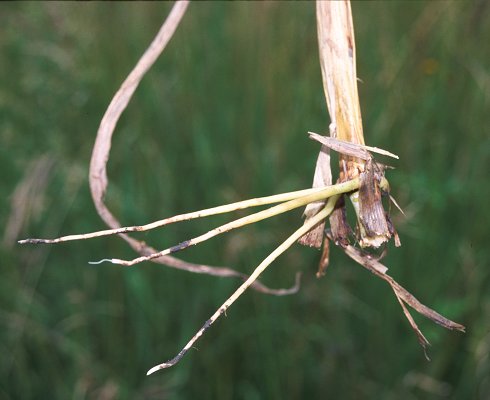 Rootstock (photo) © Queensland Herbarium Sharp 228 and Simon by D.Sharp