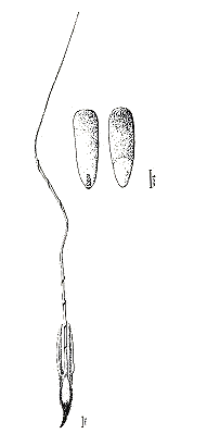 Triplet of spikelets and grain- hilar and embryo views (line drawing) © Lazarides et al. 1991 from Andrew 951