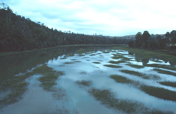 Habit (photo) © Queensland Herbarium Sharp 123 and Simon by D.Sharp