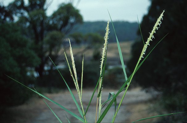 Inflorescence (photo) © Queensland Herbarium Sharp 123 and Simon by D.Sharp