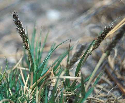 Habit (photo) © Queensland Herbarium Sharp 127 and Simon by D.Sharp