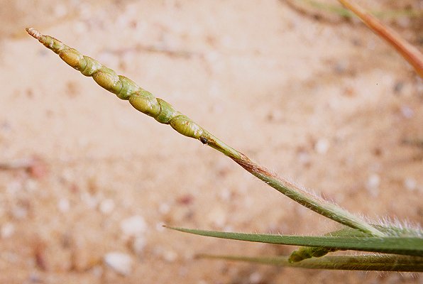 Inflorescence (photo) © Queensland Herbarium Sharp 372 and Simon by D.Sharp