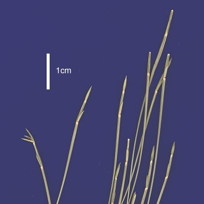 Inflorescence (scanned specimen) © Queensland Herbarium AQ 593529 by D.Sharp