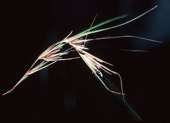 Inflorescence (photo) © Queensland Herbarium Sharp 131 and Simon by D.Sharp