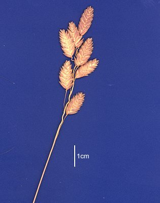 Inflorescence (scanned specimen) © Queensland Herbarium AQ 305375 by D.Sharp