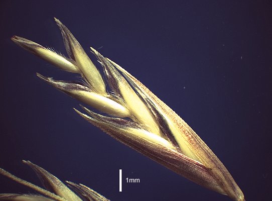 Spikelet (photo) © Queensland Herbarium AQ 482271 by D.Sharp
