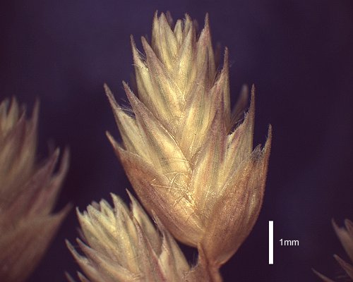 Spikelet (photo) © Queensland Herbarium AQ 305390 by D.Sharp