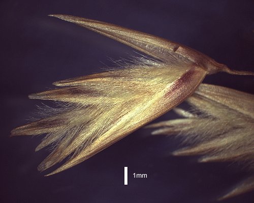 Spikelet (photograph) © Queensland Herbarium AQ 514292 by D.Sharp