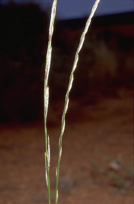 Inflorescence (photo) © D. Albrecht
